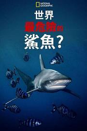 世上最危险的鲨鱼？ 迅雷下载