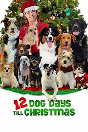 抢救狗狗大作战 12 Dog Days of Christmas