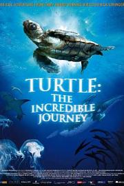 海龟奇妙之旅 迅雷下载