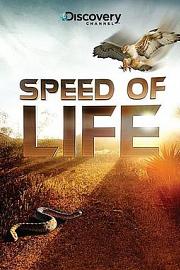 探索频道：生命的速度 (2010) 下载