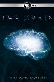 深入大脑 The Brain with Dr. David Eagleman