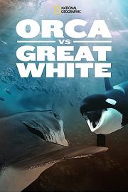 虎鲸对上大白鲨 迅雷下载