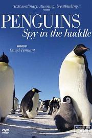 企鹅群里有特务 Penguins: Spy in the Huddle